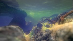 Feed And Grow Fish Download Free